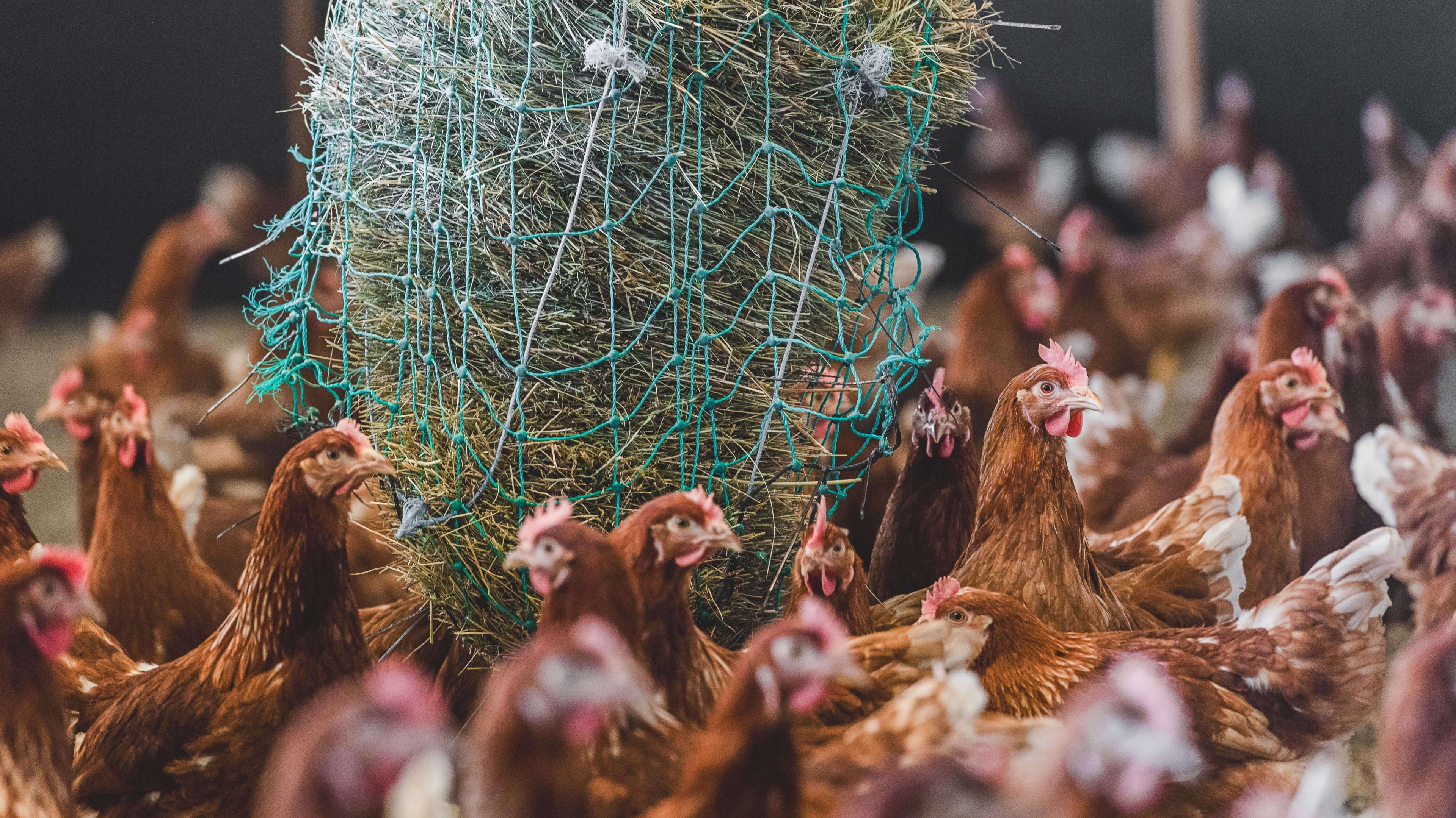 Hühner im Stall mit Rauhfutter